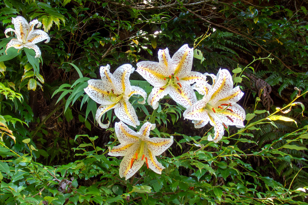 白糸自然公園のヤマユリ
