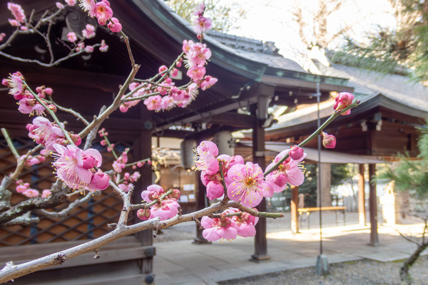 御香宮の梅の花 2026