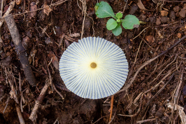 ���ĥͥΥϥʥ��� 2025