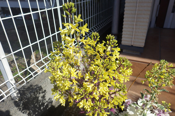 葉ボタンの花 2025-1