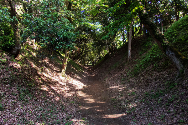 総構の新緑-1