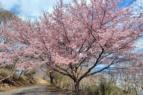 香貫山の河津桜2025