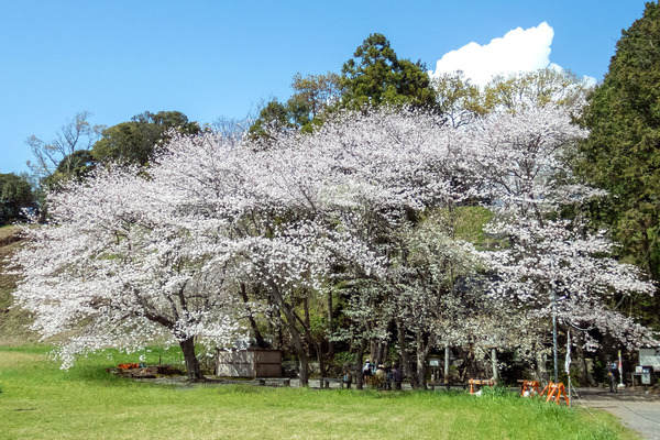 興国寺城跡の桜2024-1