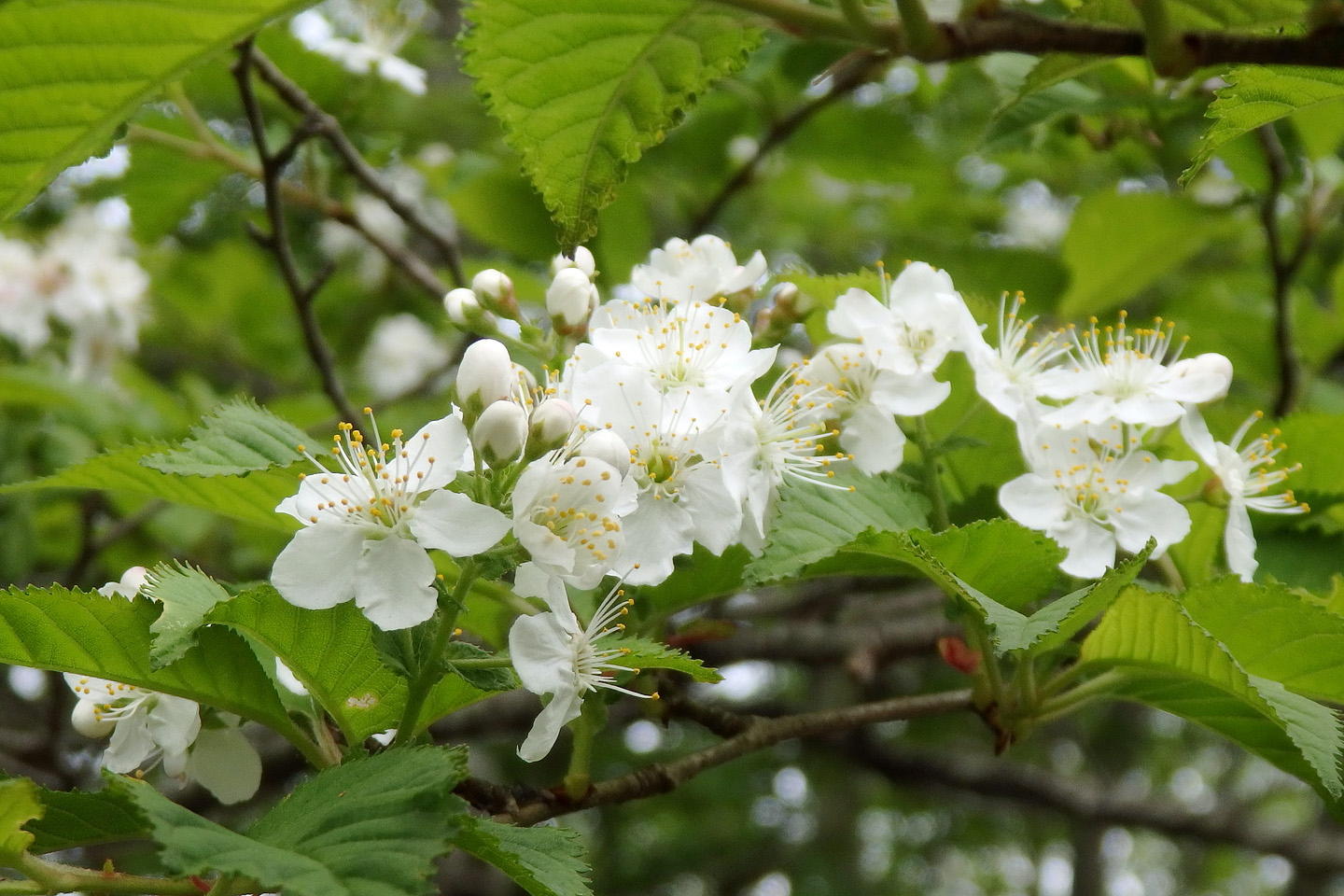 須走口 アズキナシの花が咲いていました 15 季節の花だより はなつうwest Blog