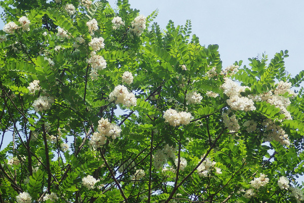 千本公園の白藤2