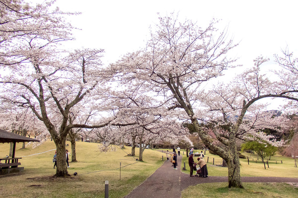 ��Ʀ�⸶���������Τ2024-4