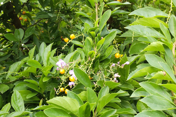 �ǥ��� ��������� �Х�����åȤμ�