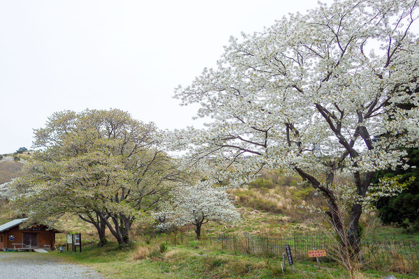 山つつじ公園201604-1