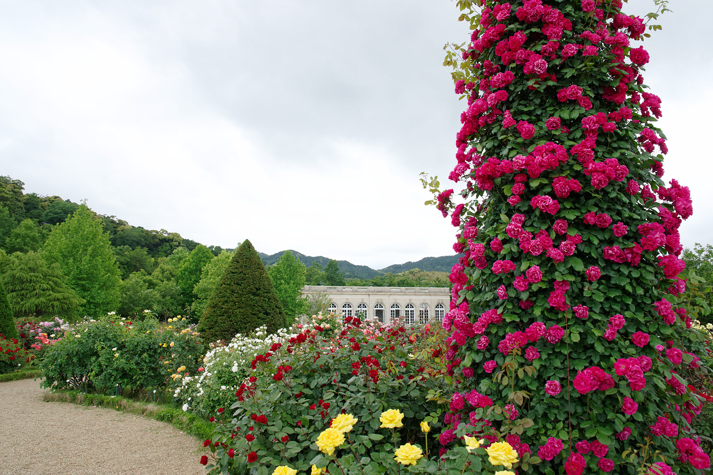 河津バガテル公園の春バラが見頃です 17 季節の花だより はなつうwest Blog