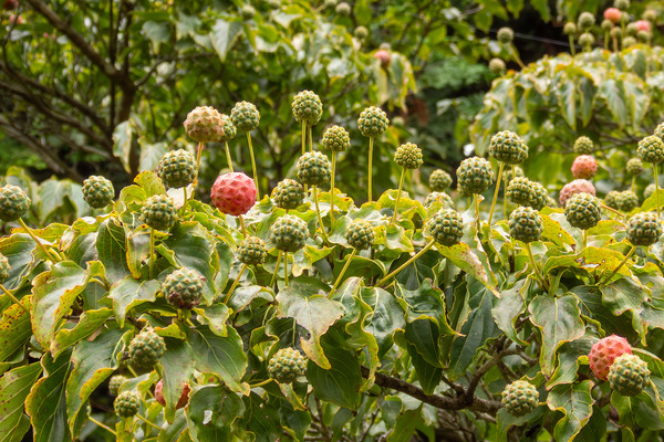 ��ޥܥ����μ� 2025-1