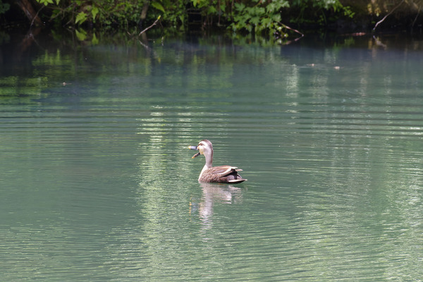 原生の森公園の新緑 2026-3