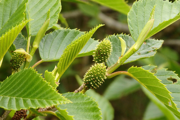 ��Ʀ����ΤϤ�Τ�-1