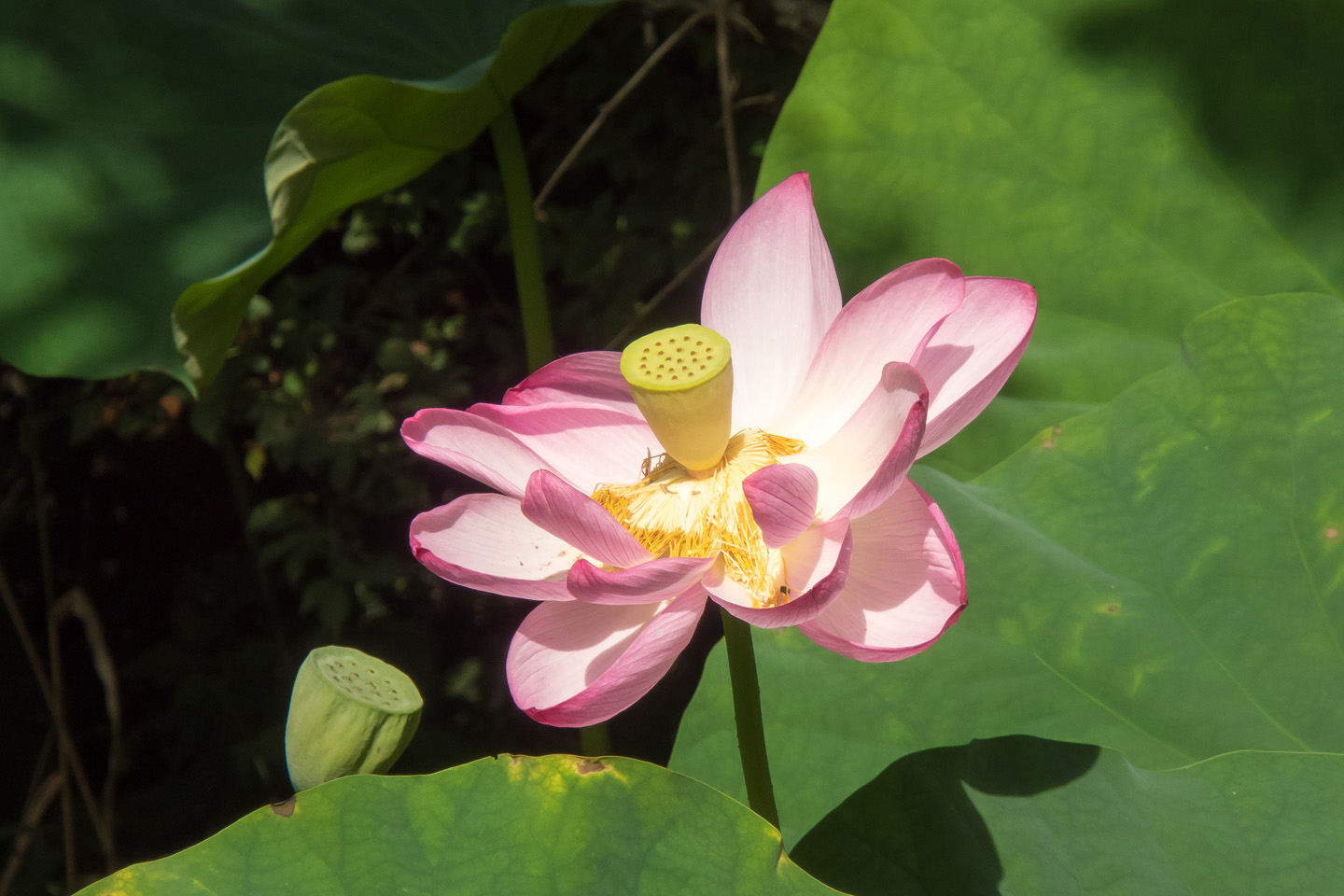 箱根湿生花園のハスの花とサギソウ : 季節の花だより はなつう