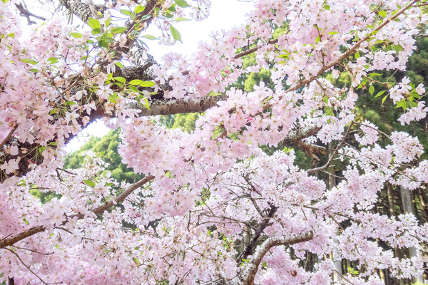 仁科峠のコヒガンザクラ 2025-2