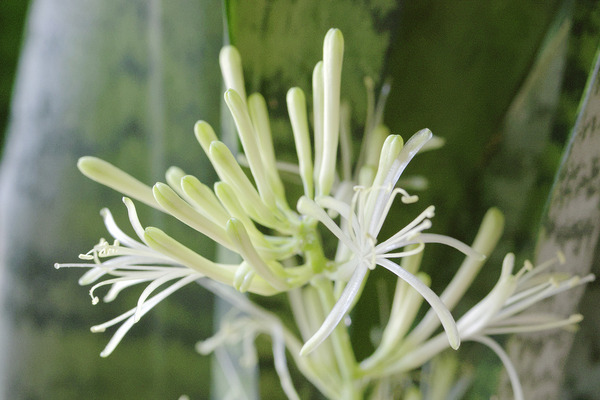 サンセベリアの花 2024-9