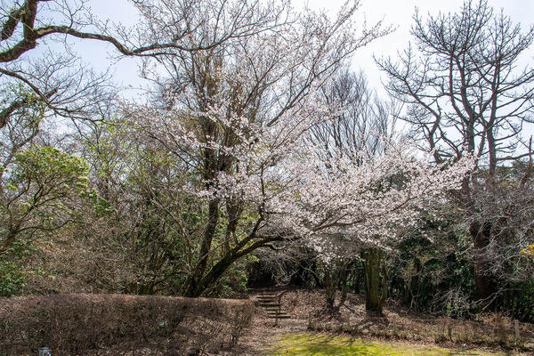 だるま山高原のマメザクラ 2025-2