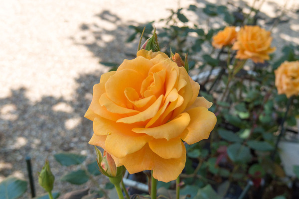 �Х��ƥ�2016-2