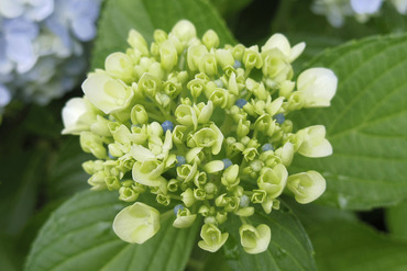 岩本山公園の紫陽花2014-2