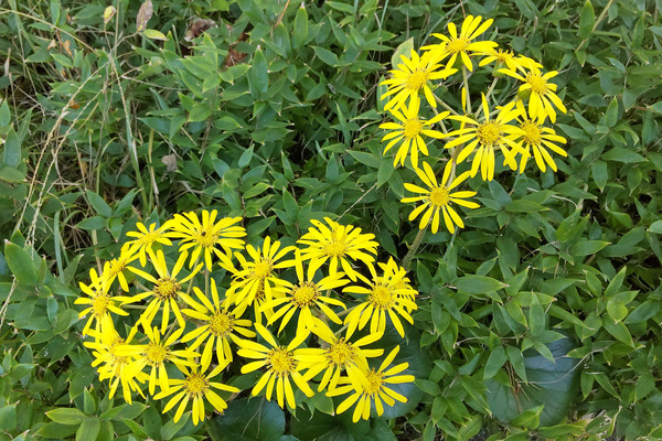 沼津御用邸記念公園のツワブキ2024