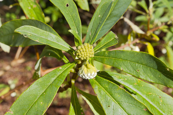 �ߥĥޥ��ΤĤܤ� 2024-1