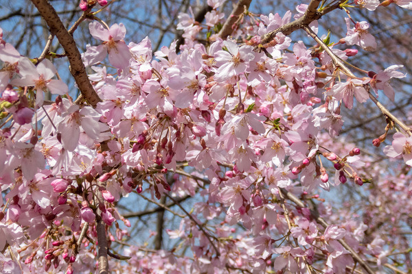 ��ӻ��λ������2024-3