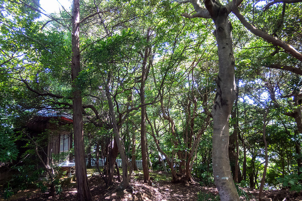 久連神社社叢