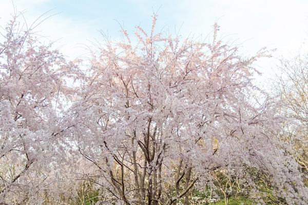 ��ӻ������ 2025-2