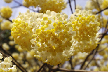 ����Į�Υߥĥޥ�2