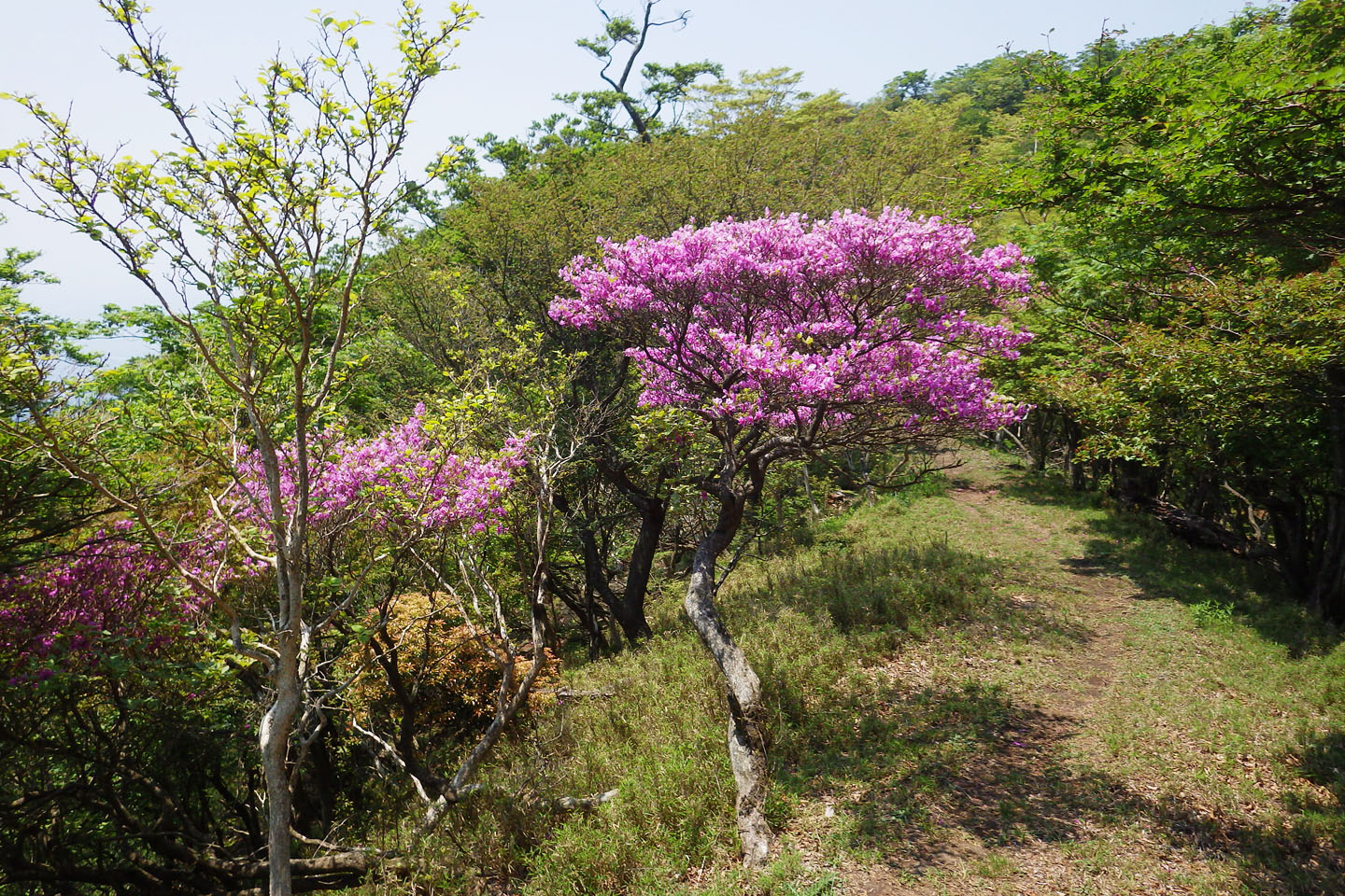 愛鷹山 アシタカツツジが見頃です 2016 : 季節の花だより はなつうWEST