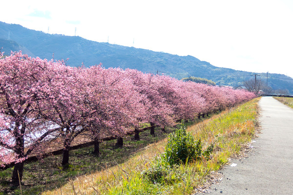 ȡ����������ɤβ��ź� 2026-1