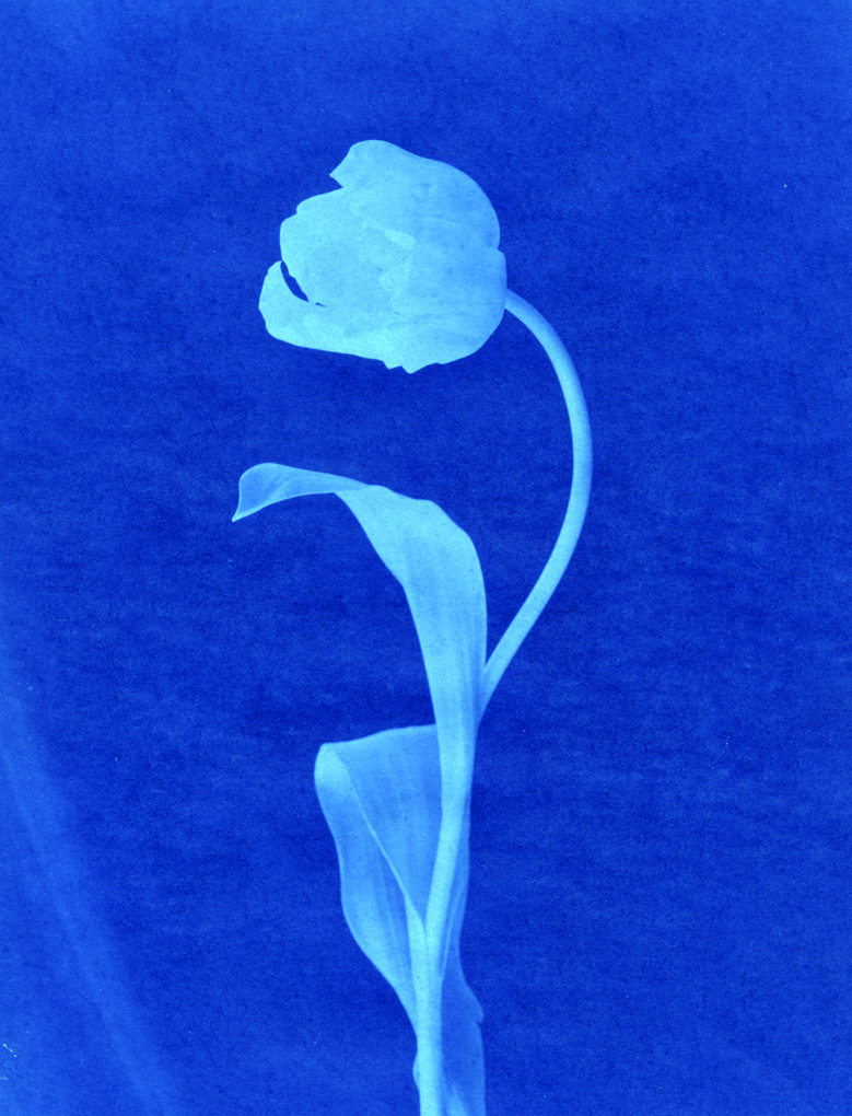 サイアノタイプワークショップ ルーニィの部屋