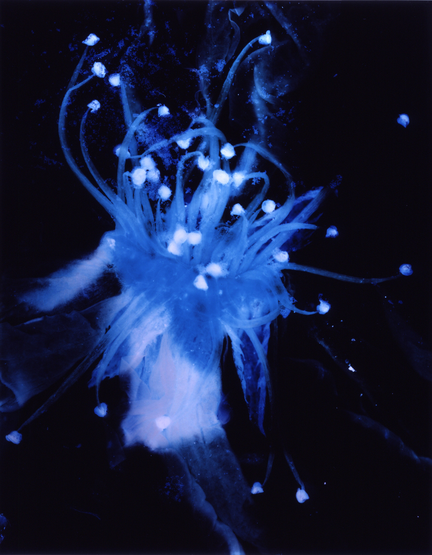 ルーニィセレクション展 ルーニィの部屋