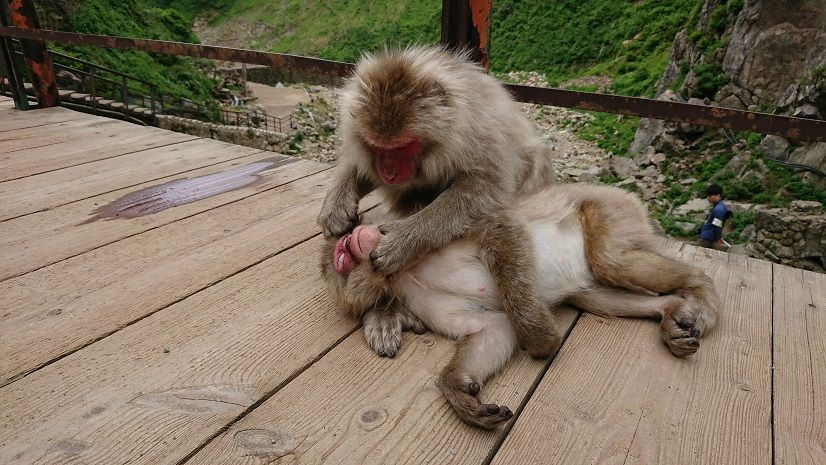 サル登場 地獄谷野猿公苑 ふぃーるどのーと