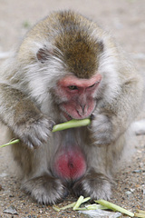 �����Υ���