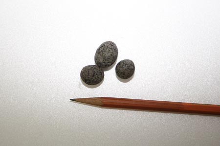 ウサギのウンコ 地獄谷野猿公苑 ふぃーるどのーと