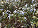 IMG_1171[1]