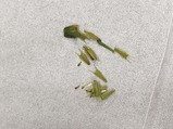 ¥¢¥á¥ê¥«¥³¥»¥ó¥À¥ó¥°¥µ2