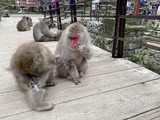 IMG_1217[1]