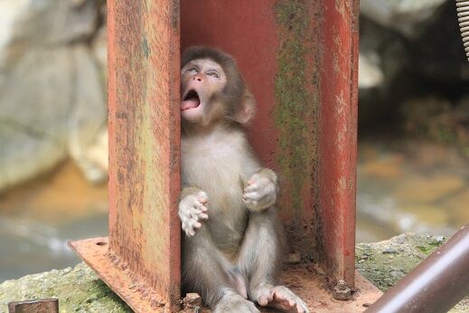 続くコロナ禍 地獄谷野猿公苑 ふぃーるどのーと