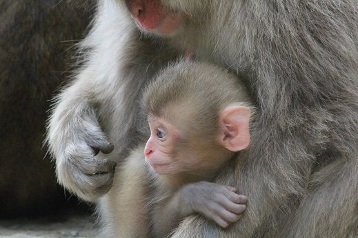 サルたちの耳 地獄谷野猿公苑 ふぃーるどのーと サルたちの耳 地獄谷野猿公苑 ふぃーるどのーと