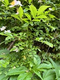 IMG_0463