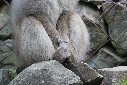 湯冷め 地獄谷野猿公苑 ふぃーるどのーと