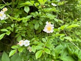 IMG_0462