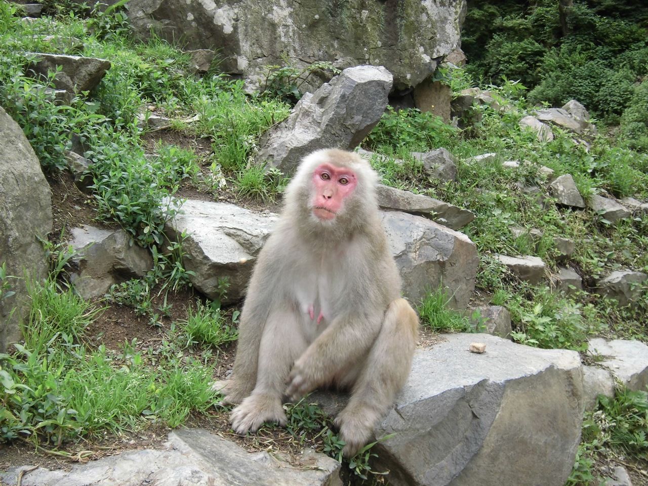 サル紹介11 : 地獄谷野猿公苑 ふぃーるどのーと