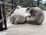 IMG_1215[1]