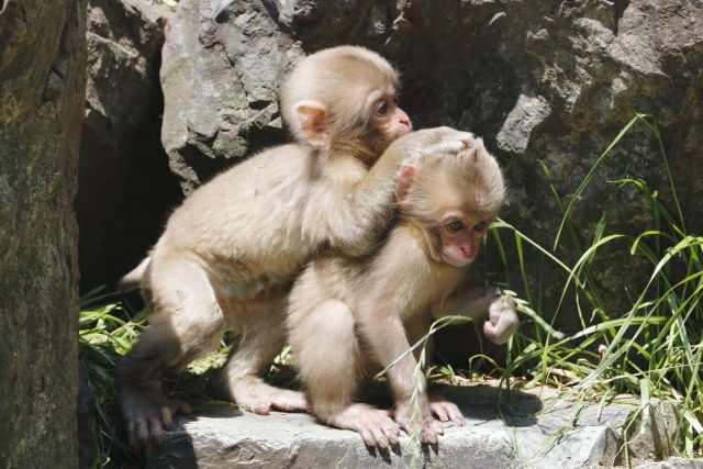 成長の夏 : 地獄谷野猿公苑 ふぃーるどのーと