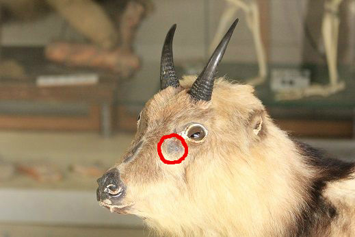 カモシカ 地獄谷野猿公苑 ふぃーるどのーと カモシカ 地獄谷野猿公苑 ふぃーるどのーと