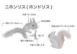 二ホンリス
