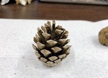 マツボックリ
