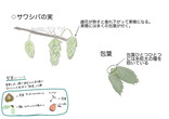 サワシバ